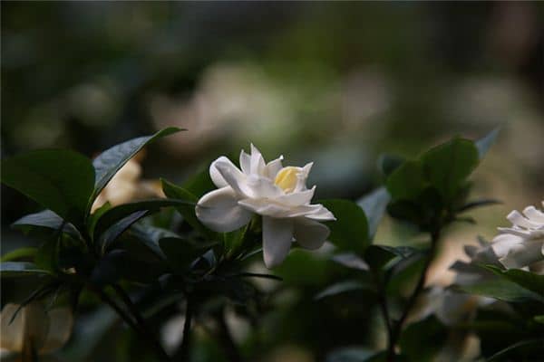 梦见栀子花是什么预兆 梦见栀子花是什么预兆