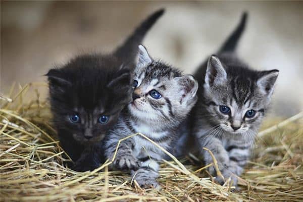 梦见三只猫是什么意思 梦见三只猫是什么意思