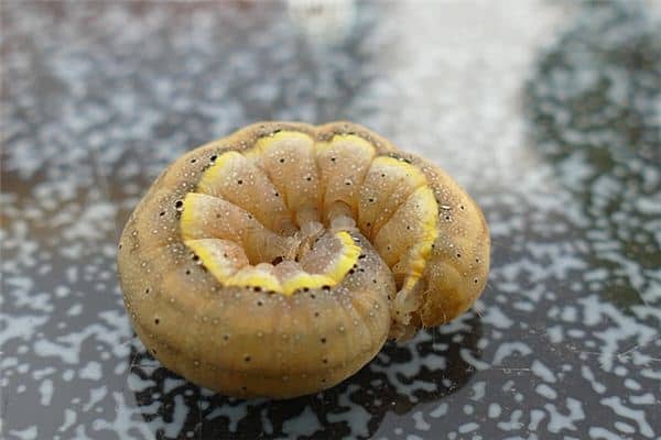 梦见拉虫子是什么意思 梦见拉虫子是什么意思