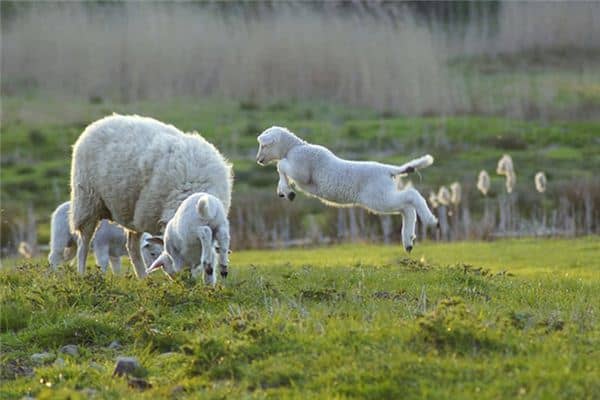 梦见孕妇羊是什么意思 梦见孕妇羊是什么意思