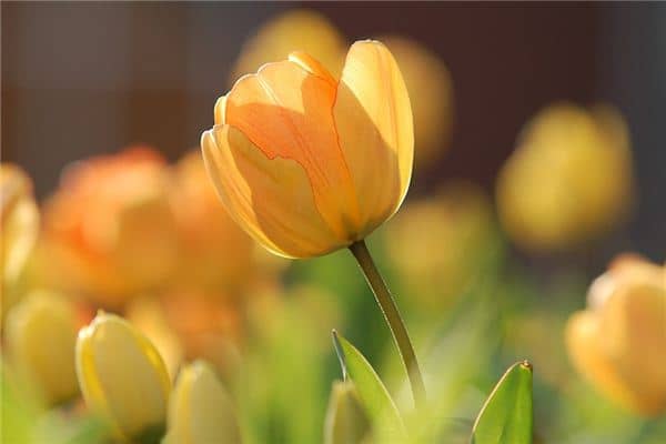 梦见郁金香是什么预兆 梦见郁金香是什么预兆