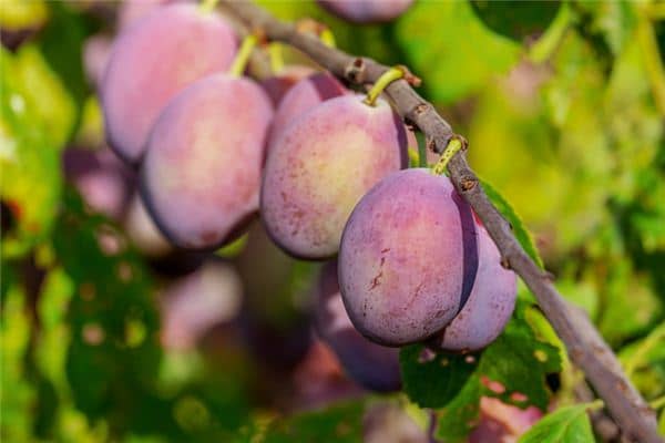 梦见摘李子是什么意思 梦见摘李子是什么意思