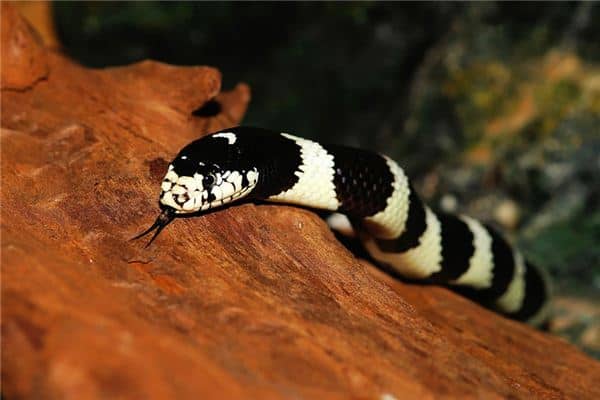 梦见黑白蛇是什么意思 梦见黑白蛇是什么意思