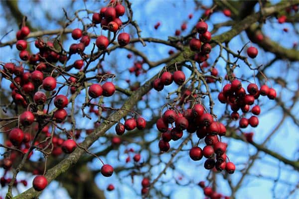 梦见山楂树是什么意思 梦见山楂树是什么意思