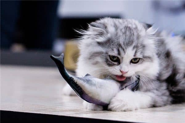 梦见猫吃鱼是什么意思 梦见猫吃鱼是什么意思