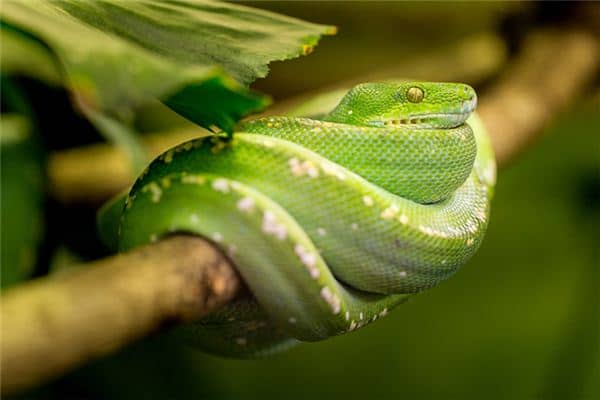 梦见蛇上身是什么意思 梦见蛇上身是什么意思