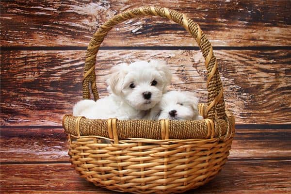 梦见蛇和狗是什么意思 梦见蛇和狗是什么意思