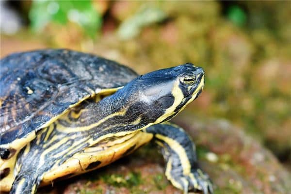 梦见乌龟咬人 梦见乌龟咬人