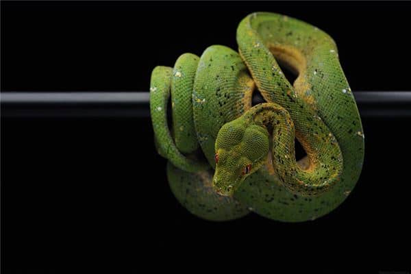 梦见超大的蛇是什么意思 梦见超大的蛇是什么意思