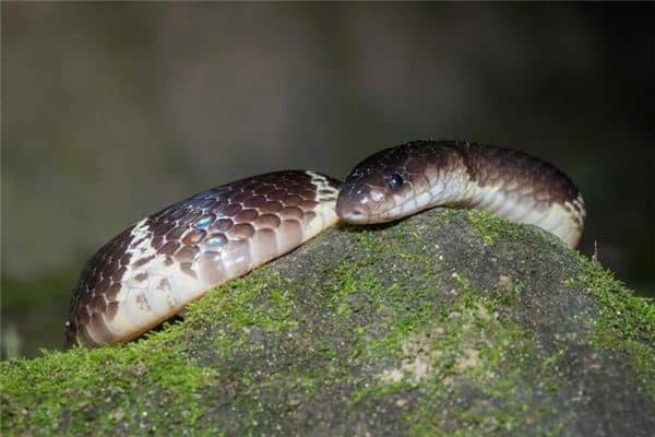 梦见蛇打架是什么意思 梦见蛇打架是什么意思