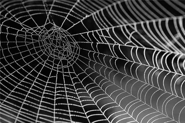 梦见蜘蛛网是什么预兆 梦见蜘蛛网是什么预兆