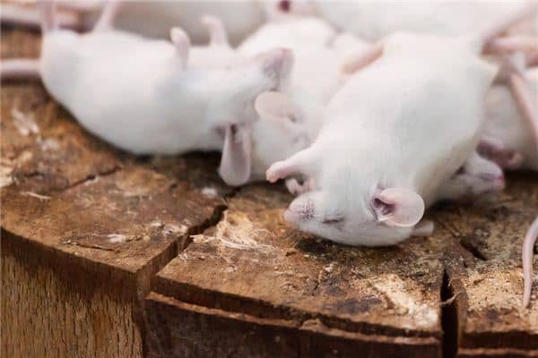 梦见动物尸体是什么意思 梦见动物尸体是什么意思