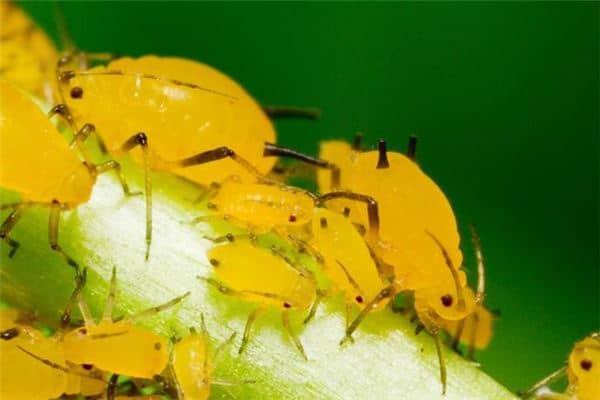 梦见好多虫是什么意思 梦见好多虫是什么意思