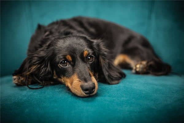 梦见小黑狗是什么意思 梦见小黑狗是什么意思