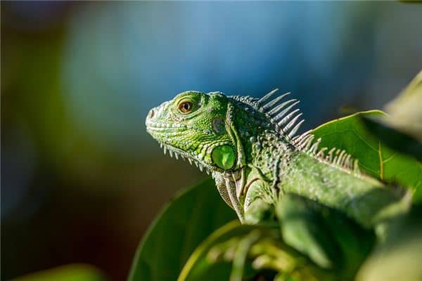 梦见变色龙是什么预兆 梦见变色龙是什么预兆