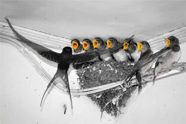 梦见燕子窝是什么意思 梦见燕子窝是什么意思