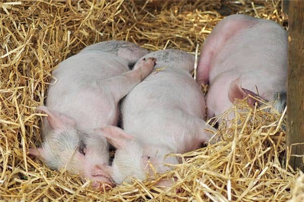 梦见小猪仔是什么意思 梦见小猪仔是什么意思