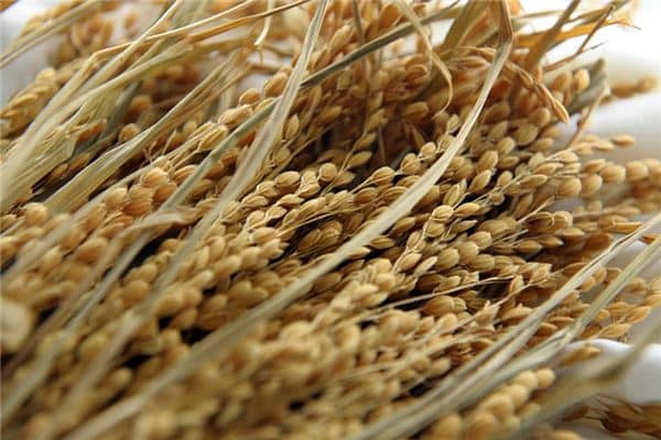 梦见收谷子是什么意思 梦见收谷子是什么意思