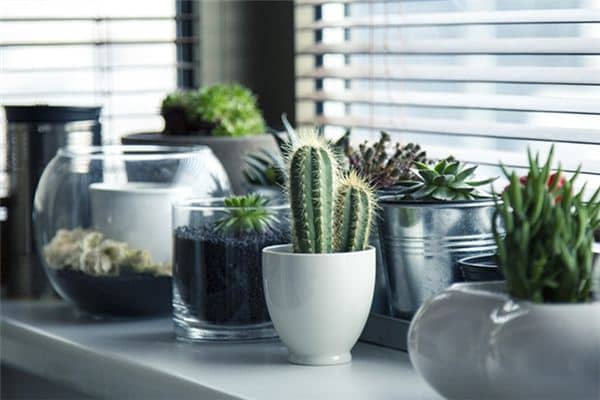 梦见仙人掌是什么预兆 梦见仙人掌是什么预兆