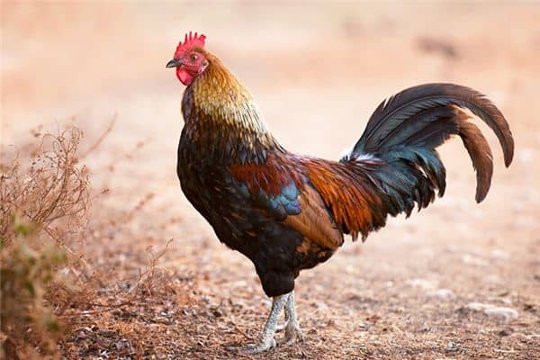 梦见鸡死了是什么意思 梦见鸡死了是什么意思