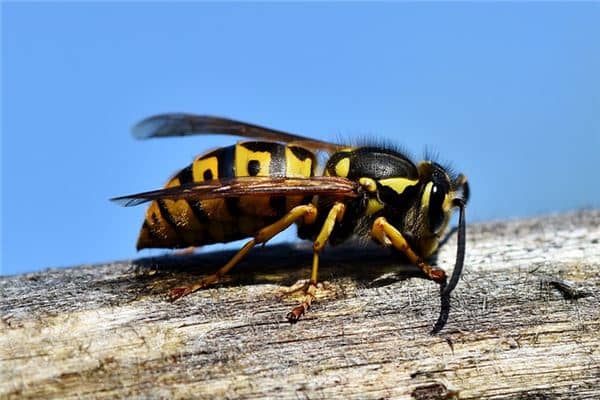 梦见大黄蜂是什么预兆 梦见大黄蜂是什么预兆