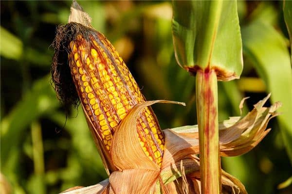 梦见收玉米是什么预兆 梦见收玉米是什么预兆