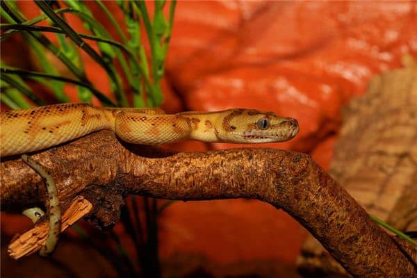 梦到吃蛇肉 梦到吃蛇肉