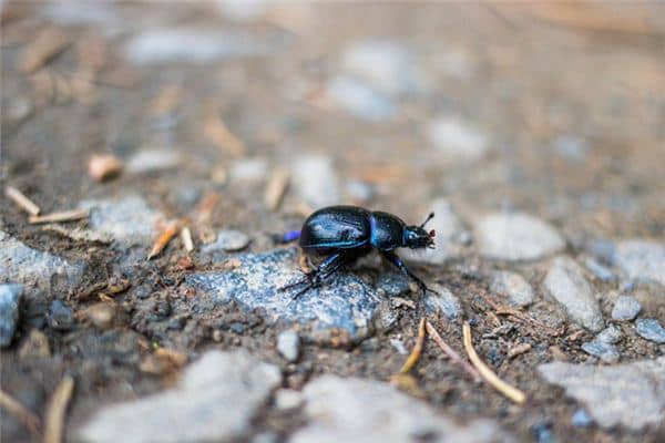 梦见屎壳郎是什么预兆 梦见屎壳郎是什么预兆