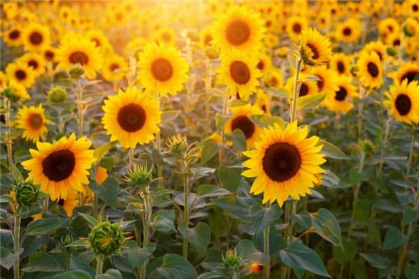 梦见向日葵是什么预兆 梦见向日葵是什么预兆