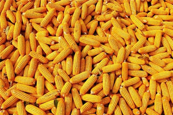 梦见孕妇玉米是什么意思