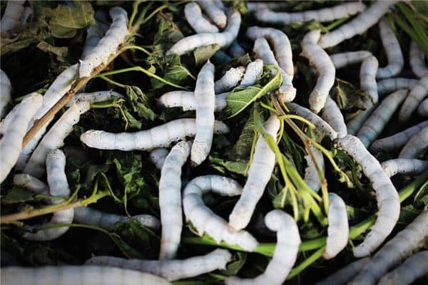 梦见蚕宝宝是什么意思 梦见蚕宝宝是什么意思