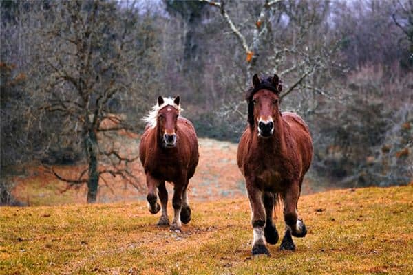 梦见被马追是什么意思 梦见被马追是什么意思