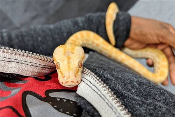 梦见被蛇咬死是什么意思 梦见被蛇咬死是什么意思