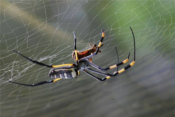 梦见孕妇蜘蛛是什么意思 梦见孕妇蜘蛛是什么意思