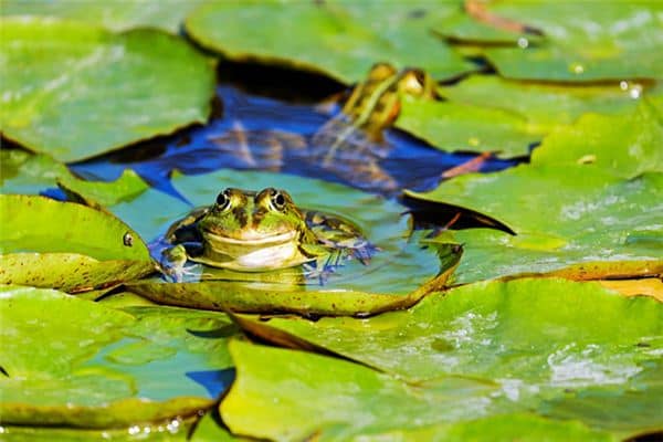 梦见捉青蛙是什么意思 梦见捉青蛙是什么意思