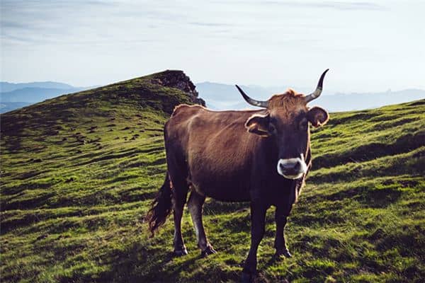 梦见牛死了是什么意思 梦见牛死了是什么意思