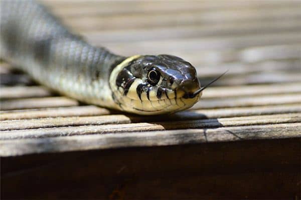 梦见蛇进家是什么意思 梦见蛇进家是什么意思