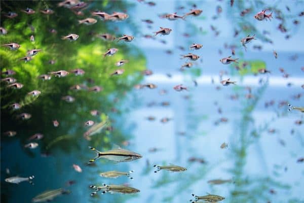 梦到好多鱼 梦到好多鱼