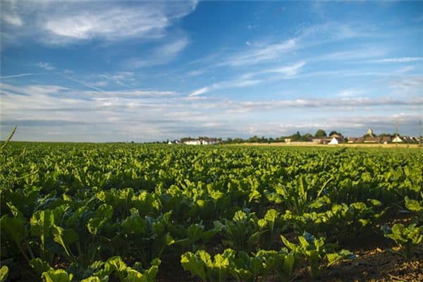 梦见菜园子是什么意思 梦见菜园子是什么意思