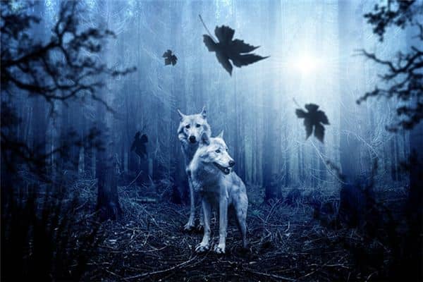 梦见被狼追是什么预兆 梦见被狼追是什么预兆