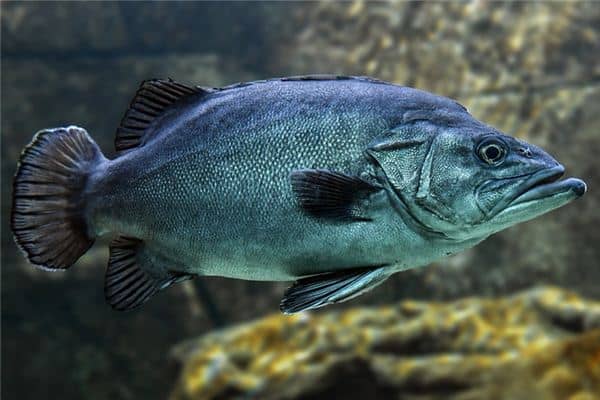 梦见鱼咬我是什么意思 梦见鱼咬我是什么意思