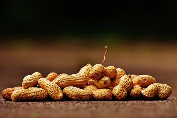 梦见捡花生是什么意思 梦见捡花生是什么意思