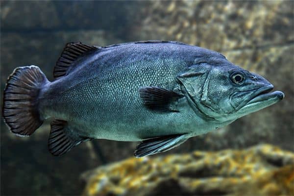 梦见鱼变成蛇是什么意思 梦见鱼变成蛇是什么意思