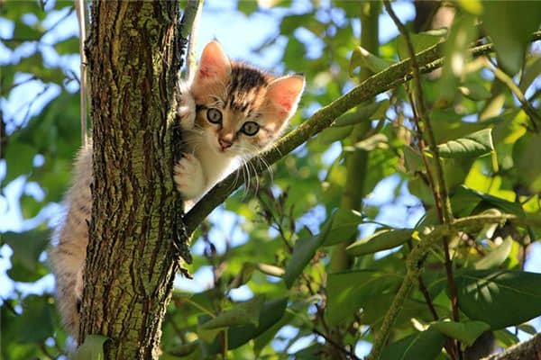梦见猫说人话是什么意思 梦见猫说人话是什么意思