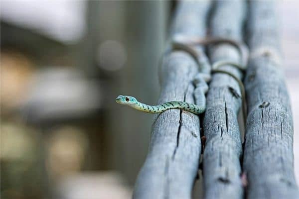 梦见蛇追我是什么预兆 梦见蛇追我是什么预兆