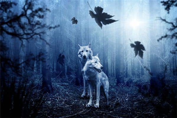 梦见两只狗是什么意思 梦见两只狗是什么意思