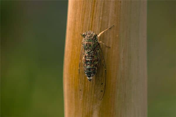 梦见捉知了是什么意思 梦见捉知了是什么意思