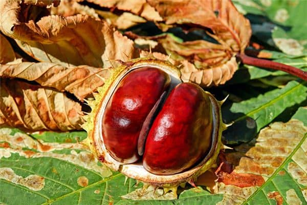 梦见捡板栗是什么意思 梦见捡板栗是什么意思