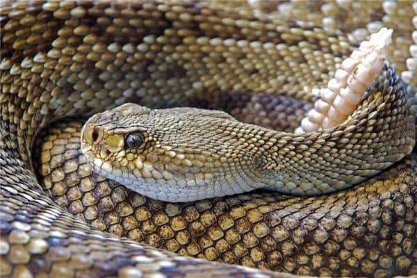 梦见响尾蛇是什么意思 梦见响尾蛇是什么意思