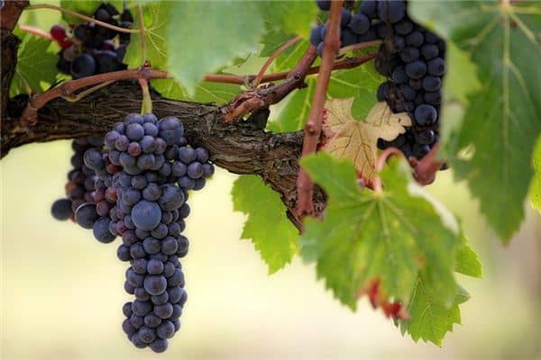 梦见摘葡萄是什么预兆 梦见摘葡萄是什么预兆